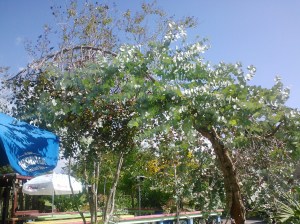 My view while dining with myself al fresco. Never noticed a eucalyptus tree in these parts before!