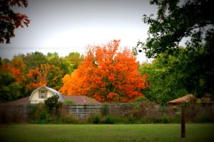 Fall Backyard