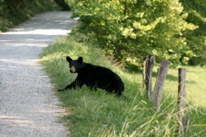 I know why he's smiling. And even though I was in the back of an SUV when I took this photo I nearly peed my pants.