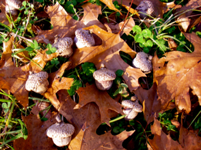 shumard-oak-tree-acorns