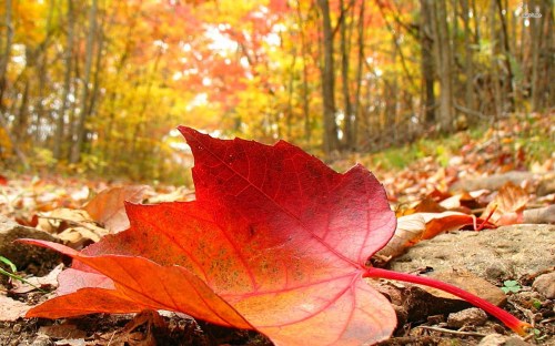 fallen-leaves-wallpaper-3