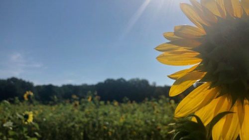 7841eb49-76f5-4462-ab1c-3ae6ac047933-medium16x9_sunflowers3 (1)